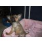 Elvis, Chihuahua langhaariger Schlag Welpen - Rüde
