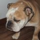 Elvis, Englische Bulldogge - Rüde