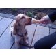 Elvis, Englischer Cockerspaniel - Rüde