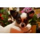 Elvis,Enrico,Emanuelle,Evita, Chihuahua langhaariger Schlag Welpen - Rüde