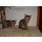 Elvis & Falco, Hauskatze,Europäisch Kurzhaar - Kater