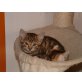 Elvis, Hauskatze,Europäisch Kurzhaar - Kater