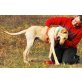 Elvis, Labrador-Mischling - Rüde