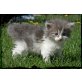 Elvis, Maine Coon - Kater
