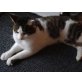 Elvis, Mogli, Zwei lieber Kater, 1,5 Jahr jung - Kater