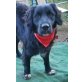 Elvis, Retriever-Mix - Rüde