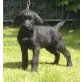 Elvis, Riesenschnauzer - Rüde