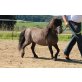 Elvis, Shetland Pony - Hengst