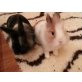 Elvis (m) & Priscilla (w), Löwenkopfzwerge