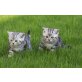 Elvis und Ellis, Britisch Kurzhaarkatze - Katze