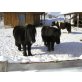 Elvis und Merlin, Shetland Pony - Wallach