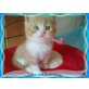 Elysee Evita Diana Dexter, Britisch Kurzhaarkatze - Katze