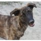 Elyssa, Mischling - Hündin