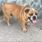 Ema sucht Menschen mit Herz, Englische Bulldogge - Hündin