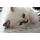 Ember Rose un sueño, Ragdoll - Katze