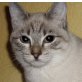 Emelie + Serafina, Siam-Mix - Katze