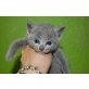 Emelj, Russisch Blau - Kater