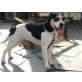 Emely, Beagle-Foxterrier-Mischling - Hündin