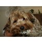 Emely, Dackel yorkshireterrier - Hündin
