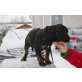 Emely, Franz. Bulldogge - Beagle Mädchen - 12 Wochen Welpen - Hündin