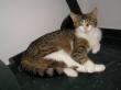 Emely , Hauskatze - Katze
