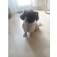 Emely, Pekinese - Hündin