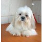 Emely, Shih Tzu - Hündin