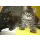 Emely, Sibirische Katze - Katze