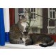 Emely und Urmel, ehk&ehk - Katze