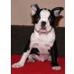 Emerson, Boston Terrier Welpen - Rüde