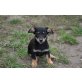 Emil, Chihuahua-Dackel-Mix Welpe - Rüde