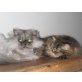 Emil & Emily, Perser - Katze