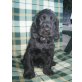 Emil & Erwin, Englischer Cockerspaniel - Rüde