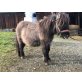 Emil, Minishetlandpony - Hengst