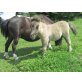 Emil, Shetland Pony - Hengst
