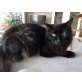 Emil, kastriert & 3x geimpft, Maine Coon - Kater