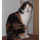 Emilia, Glückskatze - Katze