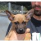 Emilio, Schäferhund Labrador Mix - Rüde