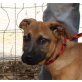 Emilio, Schäferhund Labrador Mix Welpen - Rüde