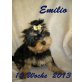 Emilio, Yorkshire Terrier - Rüde