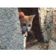 Emilio, süßes und liebes Babykätzchen  - Kater