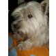 Emily 4, West Highland White Terrier-Hündin - Hündin