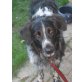 Emily, Bordercollie und Münsterländer - Hündin