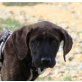 Emily, Boxer Labrador Mix Welpen - Hündin