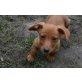 Emily, Chihuahua-Dackel-Mix Welpe - Hündin