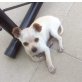 Emily, Chihuahua kurzhaariger Schlag Welpen - Hündin