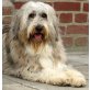 Emily, Hütehund-Mischling - Hündin
