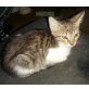 Emily, Kittenalarm ! Keine Vermittl.in Einzelhaltung - Katze