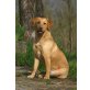 Emily, Labrador Retriever - Hündin