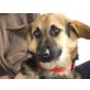Emily, Schäferhund - Hündin